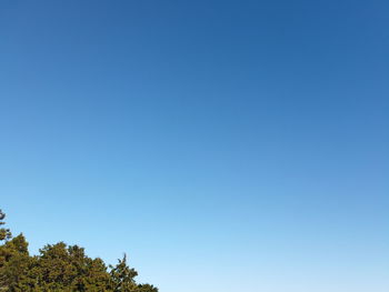 Low angle view of trees against clear blue sky