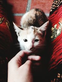 Close-up portrait of cat