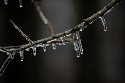 Close-up of frozen twig