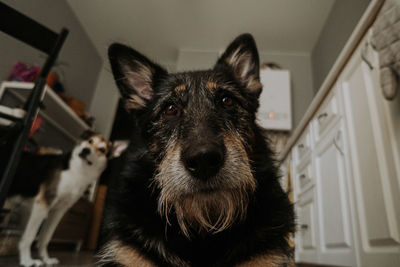 Mixed breed dog lying on the floor