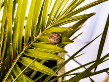 Close-up of insect on leaves