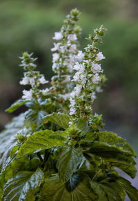 Close-up of flowering plant