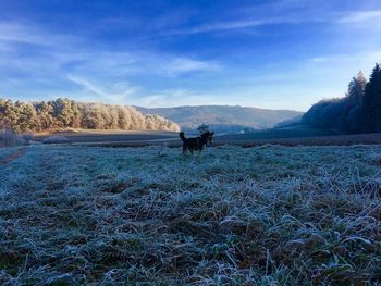 View of a horse on field against sky