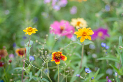 Close-up of yellow flowers blooming outdoors
