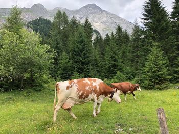 Cow standing in a field