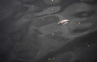 High angle view of crab swimming in lake