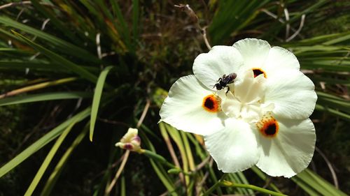 Close-up of bee on white flower