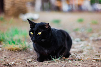 Portrait of black cat on field