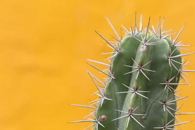 Close-up of prickly pear cactus