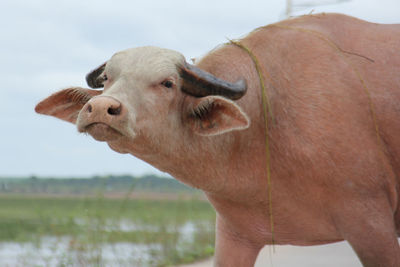 Close-up of a cow