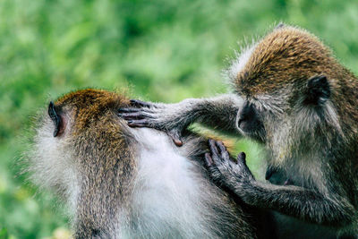 Close-up of a monkey