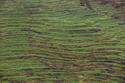 Scenic view of rice field