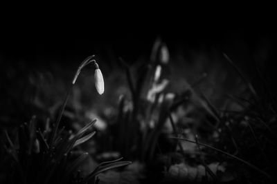 Close-up of plant against blurred background