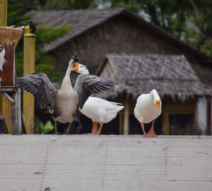Seagulls perching on a building