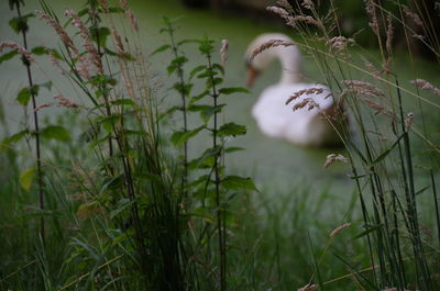 Close-up of plant growing on field