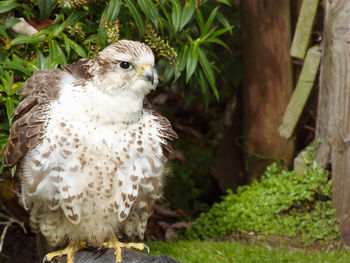 Close-up of owl perching on land