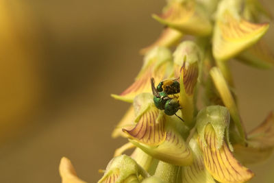 Close-up of bee on flower