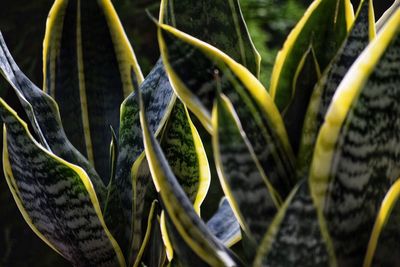 Close-up of succulent plant