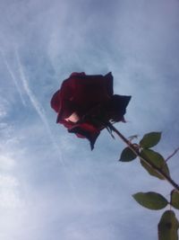 Low angle view of rose against sky