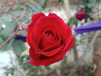 Close-up of red rose