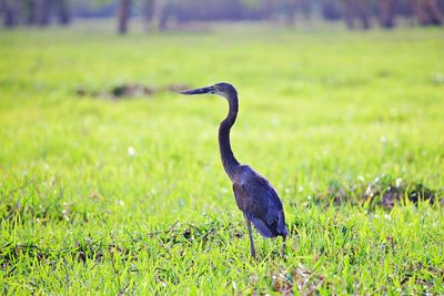 Grey heron staying in a swamp