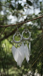 Close-up of white flowers hanging on tree