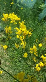 Close-up of yellow flowers