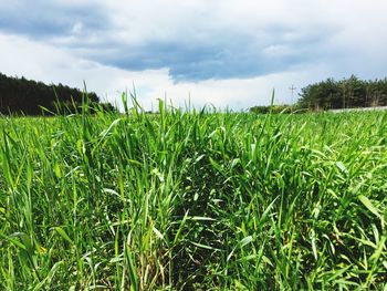 Close-up of wheat growing on field against sky