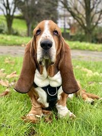 Dog on grassy field - blues front view