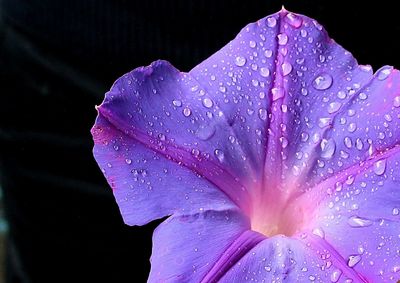 Close-up of water drops on pink flower