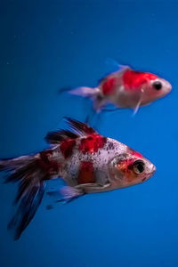 Close-up of fish swimming in sea