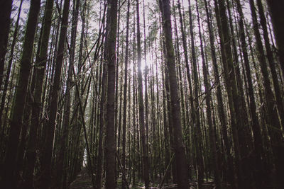 Low angle view of bamboo trees in forest