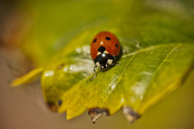 Close-up of ladybug on leaf