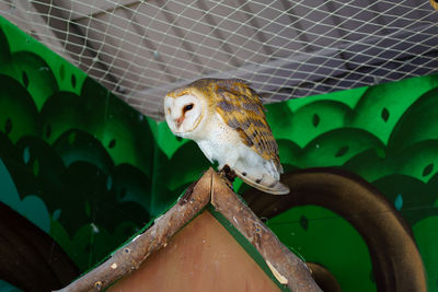 Close-up of a bird