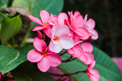 Close-up of pink flowering plant