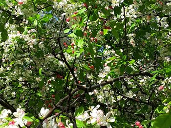 Full frame shot of flowering plant