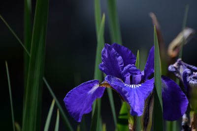 Close-up of purple iris