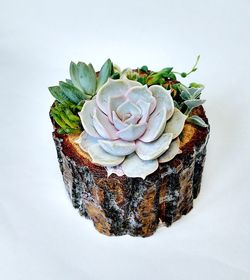 Succulent terrarium in wooden stump pot