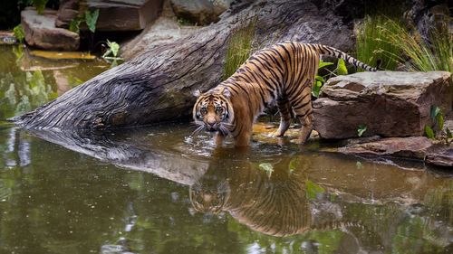 Tiger entering a pool while looking up at camera.