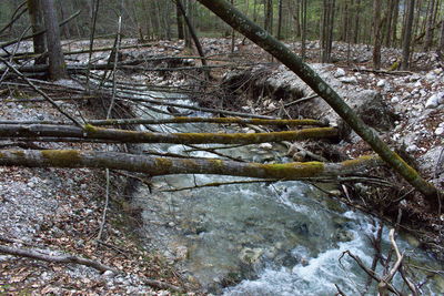 Trees growing in forest