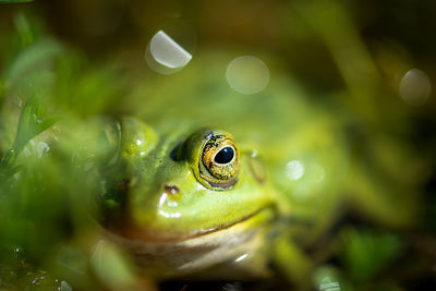 Close-up of green frog in water