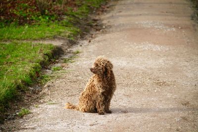 Dog sitting on path in park