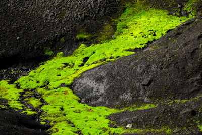 High angle view of moss on rocks