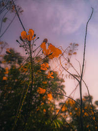 Close-up of orange flowering plants on field against sky