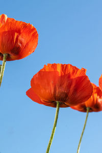 Close-up of red poppy against blue sky