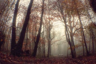 Trees in forest