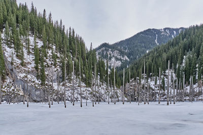 Lake kaindy, covered with ice, natural location near almaty, kazakhstan.