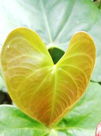 Close-up of plant leaves