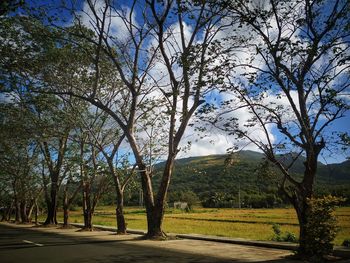 Trees on landscape against sky