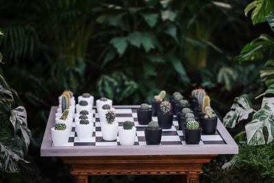 Succulent plants on chess board